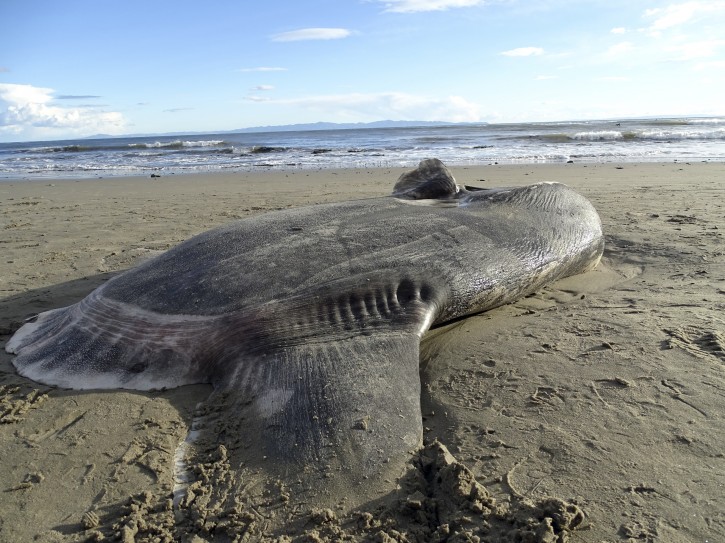 Rare Sea Creature Washes Ashore In Southern California - The Jewish Link