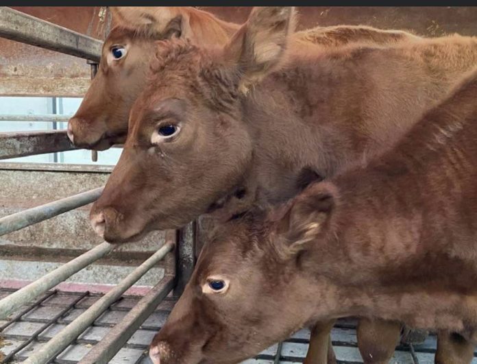 For First Time In 2000 Years, 5 Kosher Red Heifers Land In Israel - The ...